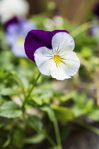 Viola, single flower with white and purple petals covered in tiny insects.