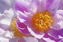 Peony, Paeonia, Close up of the flower showing stamen.