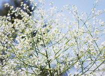Crambe, Crambe cordifolilia, detail of flowers growing on the plant outdoor.