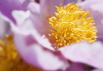 Peony, Paeonia, close up detail of the flower.