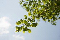 Gingko, Maidenhair tree, Gingko biloba, leaves viewed against a blue sky.