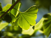 Gingko, Maidenhair tree, Gingko biloba, close up of leaves growing on the tree.