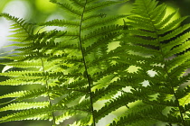 Fern, Male fern:Dryopteris filix-mas, close up showing pattern.
