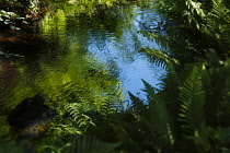 Fern, Male fern:Dryopteris filix-mas, growing outdoor in a garden next to a pond.