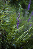 Foxglove, Digitalis purpurea, Growing outdoor in a garden.