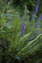 Foxglove, Digitalis purpurea, Growing outdoor in a garden.