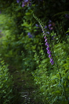 Foxglove, Digitalis purpurea, Growing outdoor in a garden.