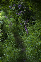 Foxglove, Digitalis purpurea, Growing outdoor in a garden.