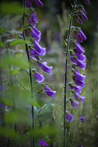 Foxglove, Digitalis purpurea, Growing outdoor in a garden.