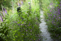 Campion, Red:Silene dioica, along a garden path.