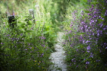 Campion, Red:Silene dioica, along a garden path.