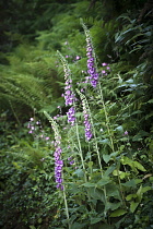 Foxglove, Digitalis purpureae, tall stems growing wild in Cornwall, UK.