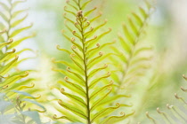 Mountain blechnum, Blechnum tabulare. A close up of fronds showing pattern and detail of curled tips.