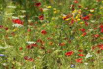 Poppy, Papaver rhoeas in a wild flower meadow.