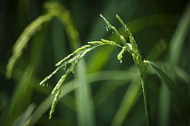 Rice, Oryza sativa close up.