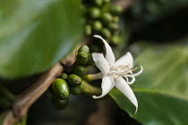 Coffee, Coffea arabica, close up of flower with beans forming behind.