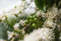 Coffee, Coffea arabica, flower clusters on stem with beans forming.