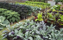 Allotment, Hampton Court 2009, Winchester Growers, The Growing Tastes allotment garden. Vegetables include Kohlrabi, Brassica oleracea gongylodes 'Purple Danube'.