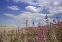 Rosebay willowherb, Chamerion augustifolium, growing wild in Holkham, Norfolk, England.