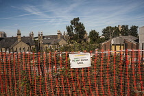 Japanese knotweed, Fallopia japonica behind a red plastice barier fence saying 'Do not Enter' in an East London suburb.