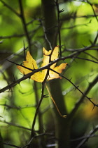 Field maple, Acer campestre. A single golden autumn leaf caught on hawthorn branches.