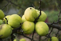 Giant chinese quince, Chaenomeles cathayensis. A cluster of ripe fruit on a branch in autumn.