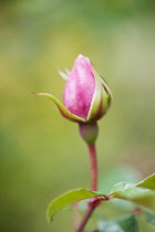 Rose, Rosa 'The generous gardener', a single bud close up with soft focus background.