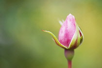 Rose, Rosa 'The generous gardener', a single bud close up with soft focus background.