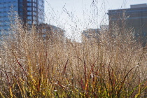 Switch grass, Panicum virgatum 'Shenandoah' growing on the New York 'High Line' garden Autumn 2009. The garden is made on an old railway track. View looking along the walkway with buildings in the bac...