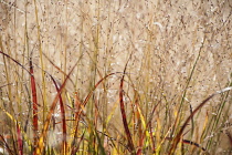 Switch grass, Panicum virgatum 'Shenandoah', showing its red and orange autumn leaf colour