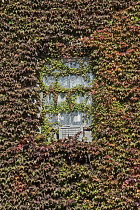 Boston ivy, Parthenocissus tricuspidata growing  across a dilapidated window and air conditioning unit on a New York apartment block.