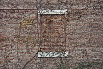 Boston ivy, Parthenocissus tricuspidata, growing  across a bricked up window on a New York apartment block.