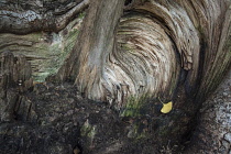 Ginkgo, Maidenhair tree, Ginkgo biloba, single yellow leaf laying on the rough torn away limb of a tree.