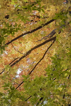 Japanese Lilac tree, Zelkova serrrata, viewed from underneath looking up at the canopy of backlit leaves turning orange.