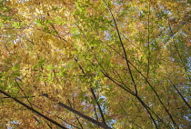 Japanese Lilac tree, Zelkova serrrata, viewed from underneath looking up at the canopy of backlit leaves turning orange.