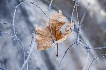 London plane, Platanus hispanica, Damaged dried leaf caught in barbed wire. Warm brown leaf colour contrasted against cold colour of wire and background.