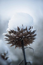 Cardoon,Cynara cardunculus, close view of snow capped seedhead.