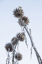 Cardoon,Cynara cardunculus, Several stems of  seedheads with snow and frost on them, against a pale blue sky.
