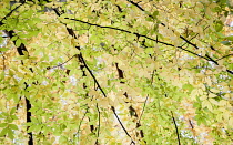 Japanese Lilac tree, Zelkova serrrata, viewed from underneath looking up at the canopy of backlit leaves turning yellow.