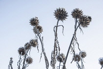 Cardoon,Cynara cardunculus, Several stems of  seedheads with snow and frost on them, against a pale blue sky.