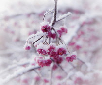 Spindle Tree, Euonymus europaeus, orange berries inside pink outer cases covered in snow.