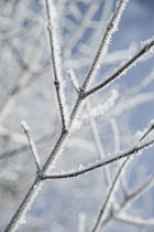 Ash, Fraxinus excelsior, a frosted twig with other soft focus behind, against blue sky.