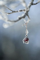 Hawthorn, Crataegus laevigata, one frosted berry or 'haw'  hanging from a twig.