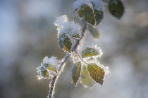 Wild Blackberry, Rubus fruticosus, Frosted autumn leaves with hoary frost.