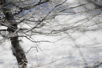 Hornbeam, Carpinus betulus, A wintery windswept scene with bare snow covered branches.