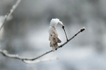 Sessile oak, Quercus petraea, snow covered leaf hanging on a twig.