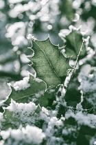 Holly, Ilex aquifolium, snow covered with sunlight behind showing the veins and catching highlghts.