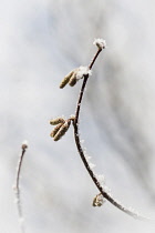 Hazel, Corylus avellana, Snow covered catkins on a twig against a soft focus snowy background.