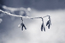 Catkins of Hazel, Corylus avellana, covered in hoary frost, on a twig against a soft focus snowy background.