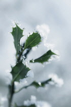 Holly, Ilex aquifolium, leaves with melting snow against a pale blue background.